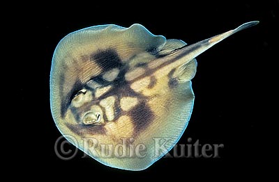 banded stingaree (带斑刺魟)