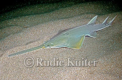 green sawfish()